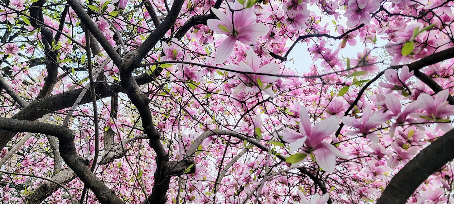 A burst of deep pinkpurple and white magnolias looking up through the canopy into a small patch of sky