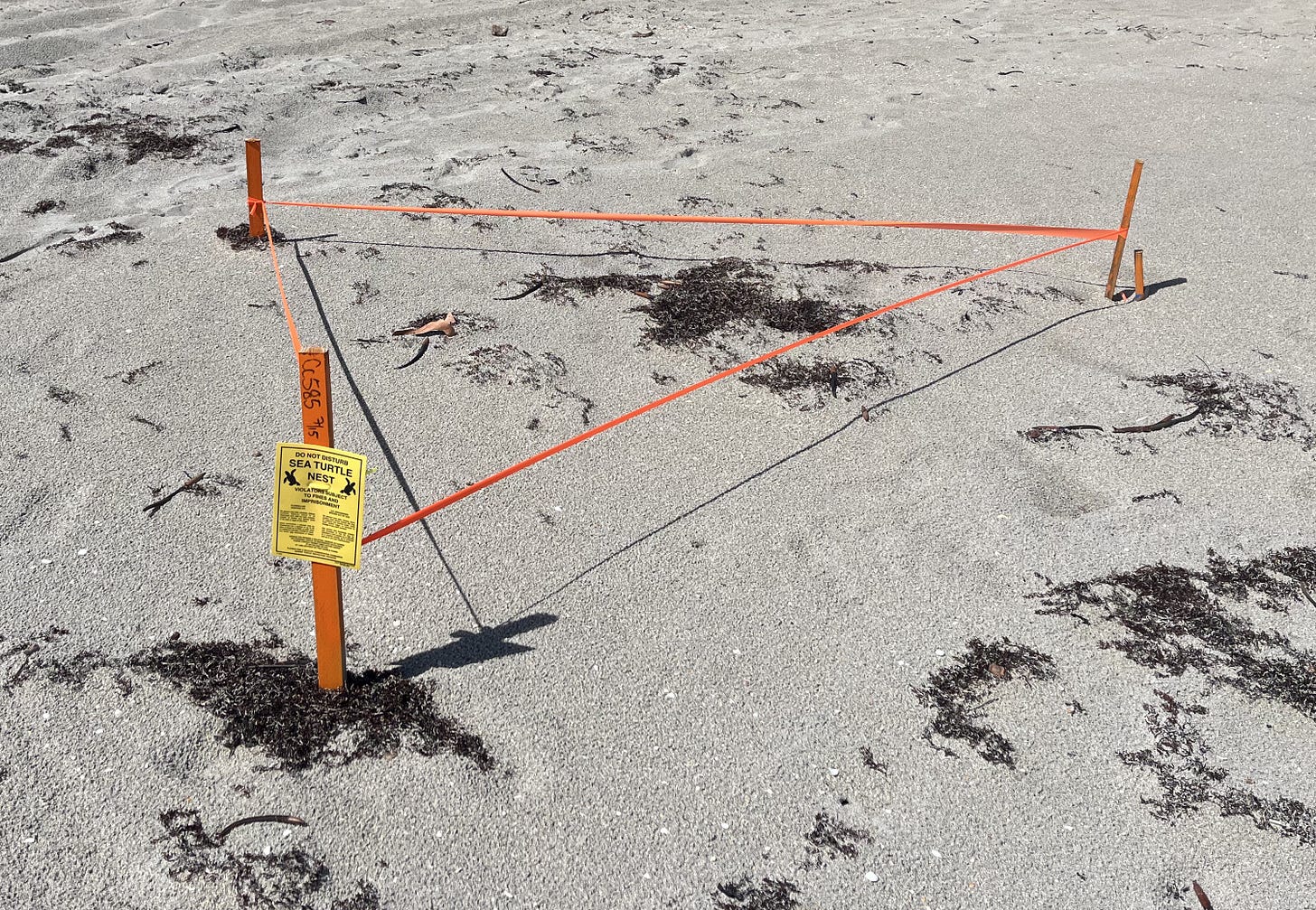 an triangle of orange tape rests on the beach, with a yellow sign with the visible words "sea turtle nest" and many illegible small words below