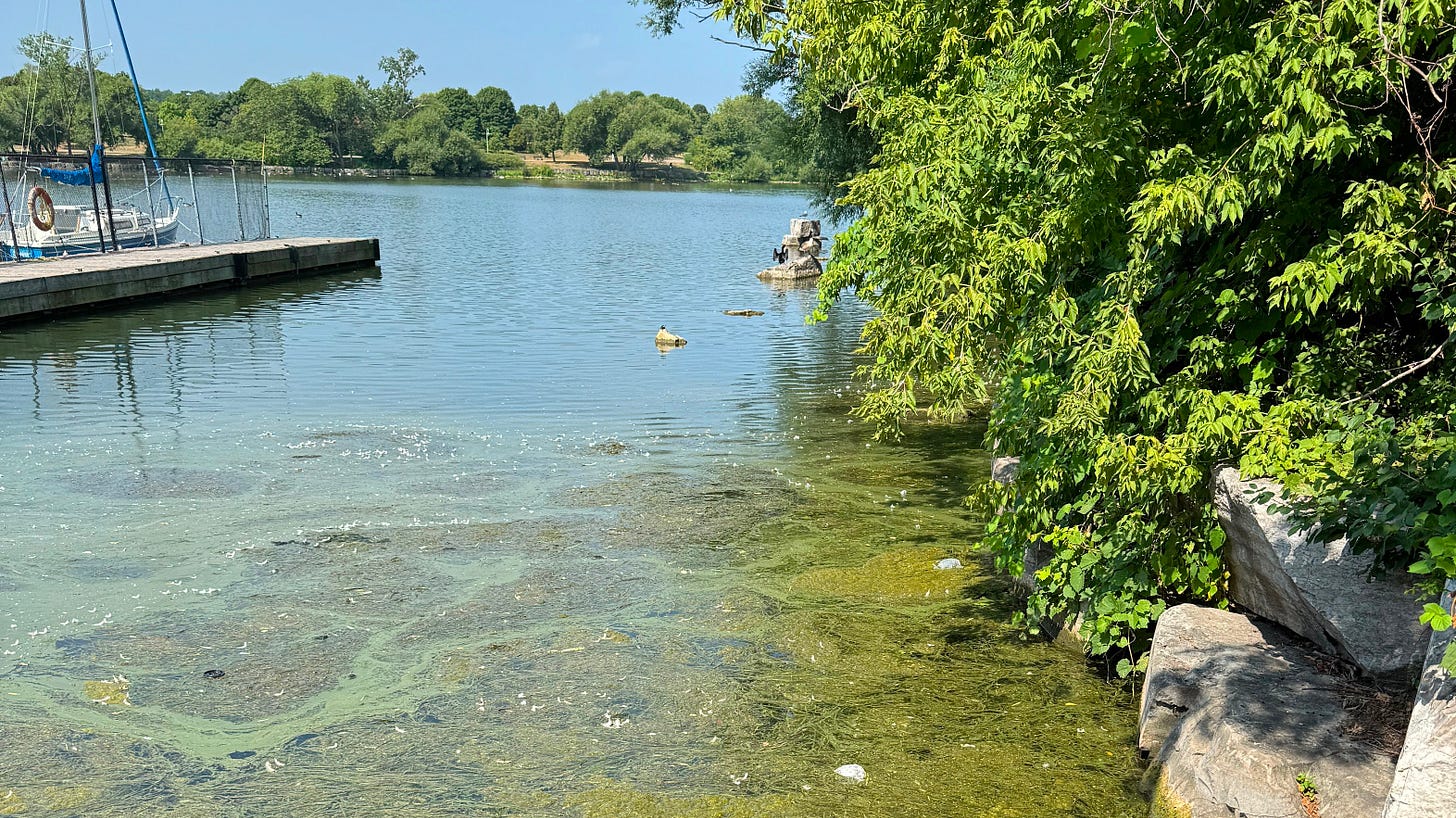 Algae at Pier 4 Park in Ward 2