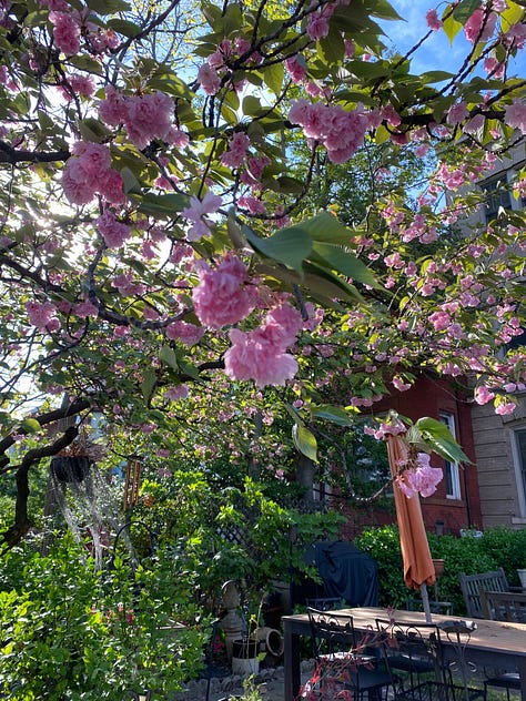 Cherry blossoms