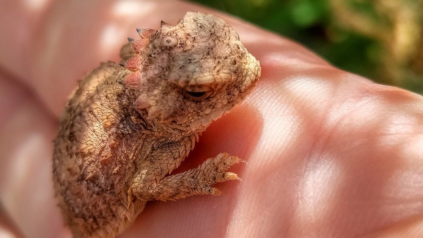 Picture of a horned toad lizard sitting on a hand. Picture of a horned toad lizard sitting on a hand.