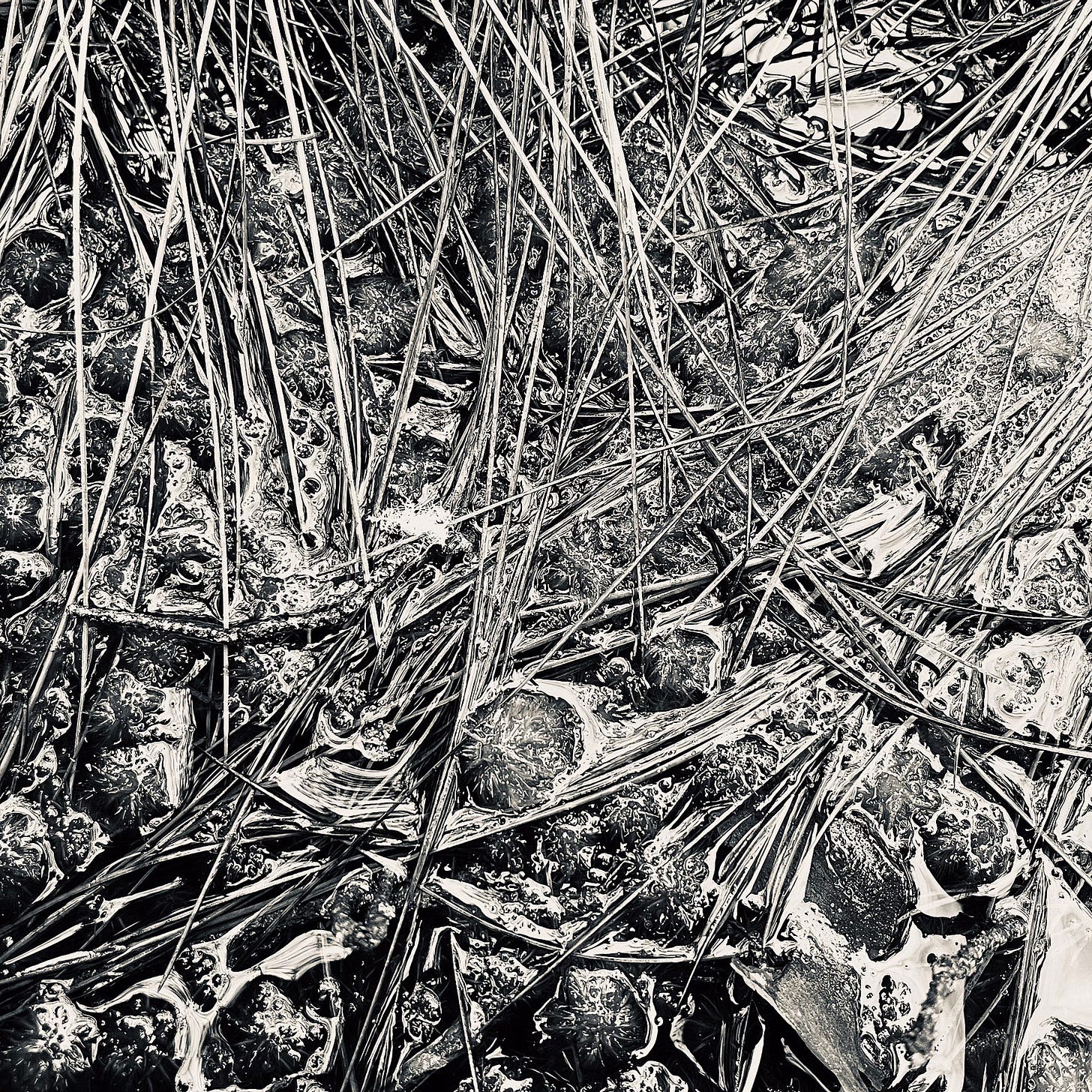 Circles of sphagnum moss and blades of cottongrass carpet pools of water on a lowland raised bog