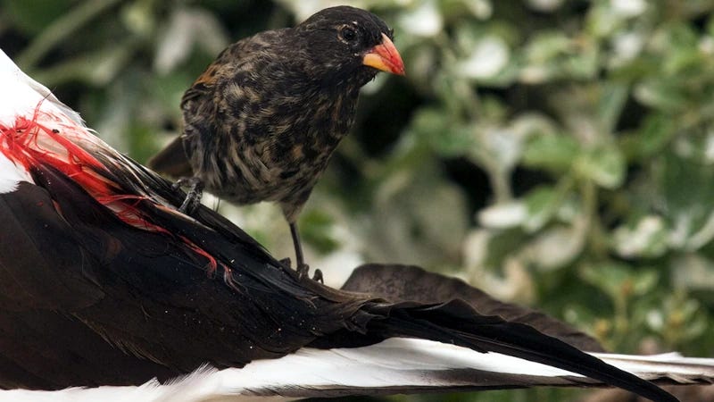 An inoffensive-looking brownish ‘finch’, with a bloodstained beak, perched on the bloody feathers of a large seabird An inoffensive-looking brownish ‘finch’, with a bloodstained beak, perched on the bloody feathers of a large seabird
