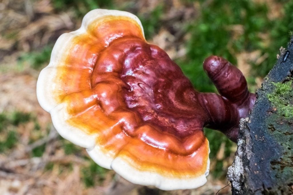 How to Grow Reishi Mushrooms: The Ultimate Guide | GroCycle