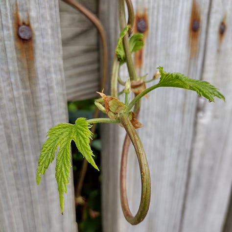Little leaves of green hops on a vine poking through a fence; deep, bright orange birds foot trefoil against deep, dark green vegetation, pretty little five petalled pink flowers of rock sea spurrey, all spotted on Hilbre Island