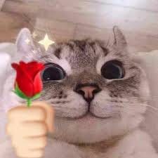 Meme Mèo con đôi mắt long lanh tặng hoa crush – TVMeme Meme Mèo con đôi mắt long lanh tặng hoa crush – TVMeme