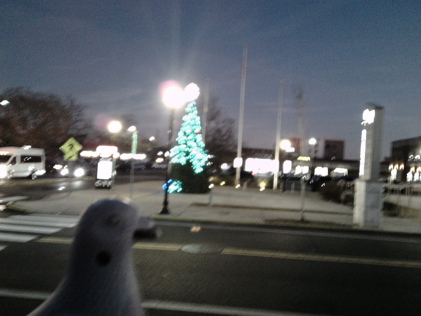 In foreground bust of a pigeon figurine (dark gray with a black beak) and a shallow hole in its neck, looks out at plaza where thirteen foot-high christmas trees is decored in green and white lights, except for a large part of its base. In foreground bust of a pigeon figurine (dark gray with a black beak) and a shallow hole in its neck, looks out at plaza where thirteen foot-high christmas trees is decored in green and white lights, except for a large part of its base.