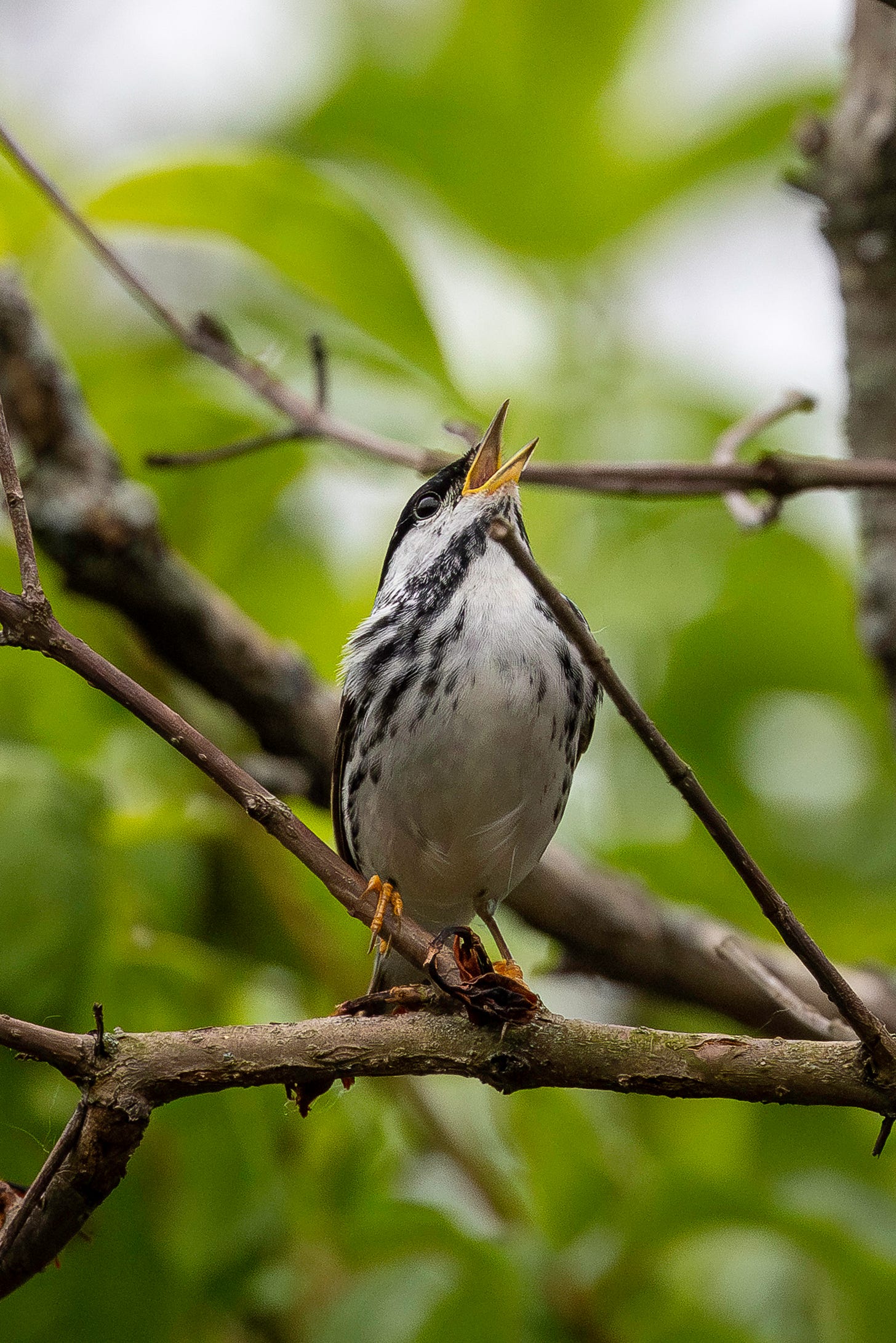 A tiny black and white bird is perched on a bare branch with his head held to the sky and his beak open in song in front of a background of blurred green foliage and gray sky on a warm spring day. The bird's beak and legs are yellow, and is primarily white on the undersides with prominent black streaks and a black crown.