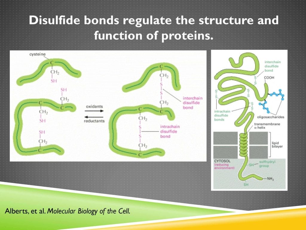 glutathione disulfide function 6. Introduction to Glutathione