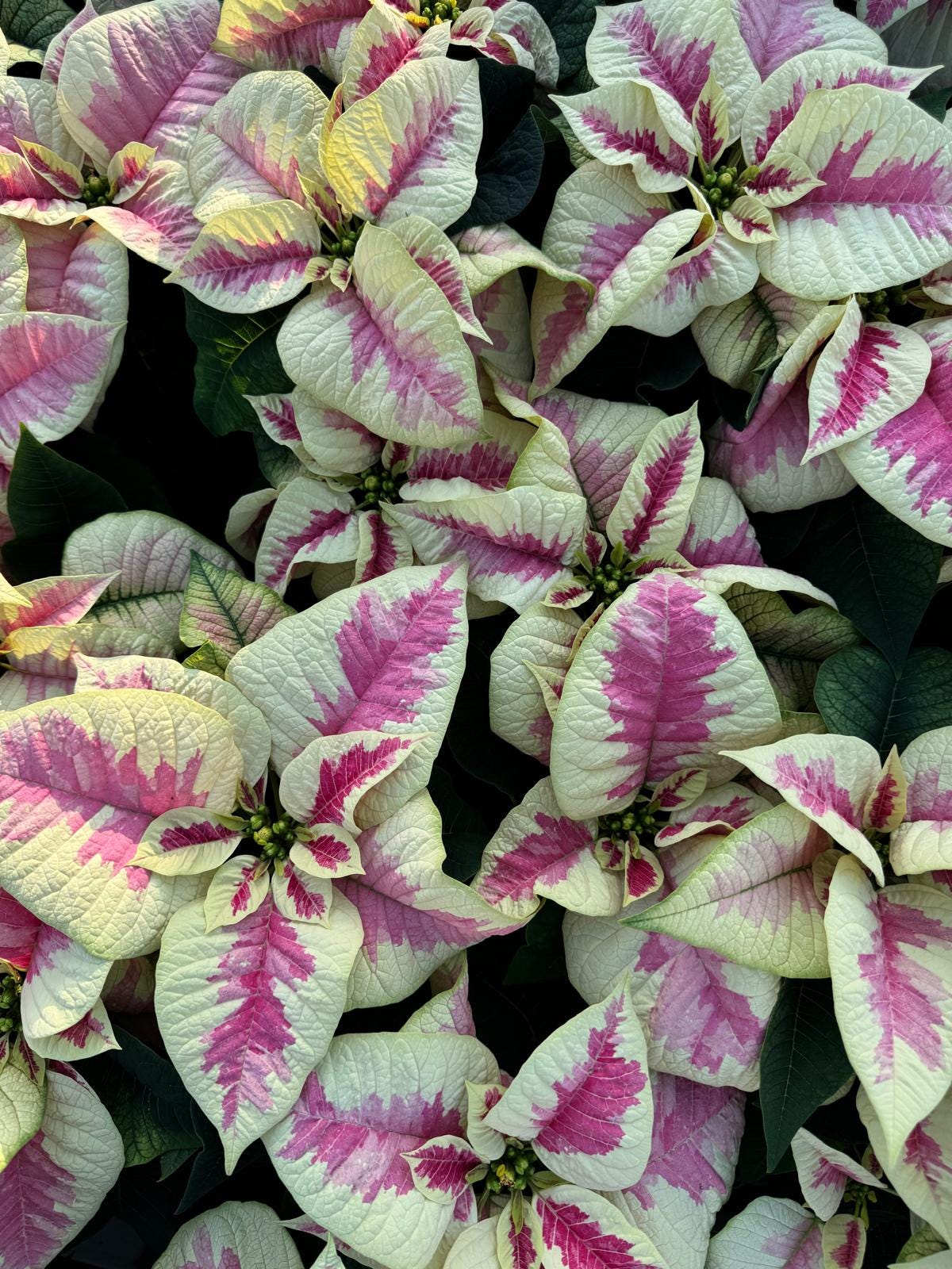 7 picks from Lazzeri's Poinsettias - by Mr Plant Geek