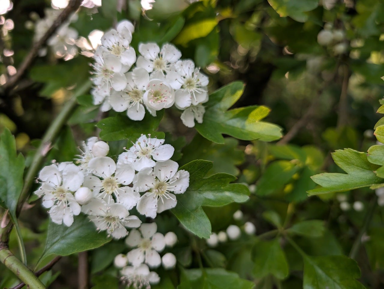 Hawthorn in full bloom