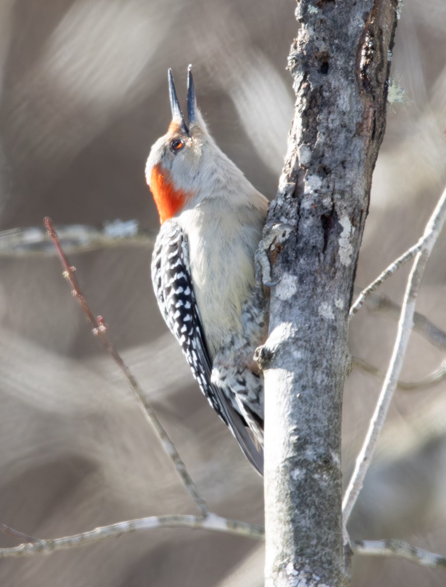 a female red-bellied woodpecker clings to a tree, looking up with beak open