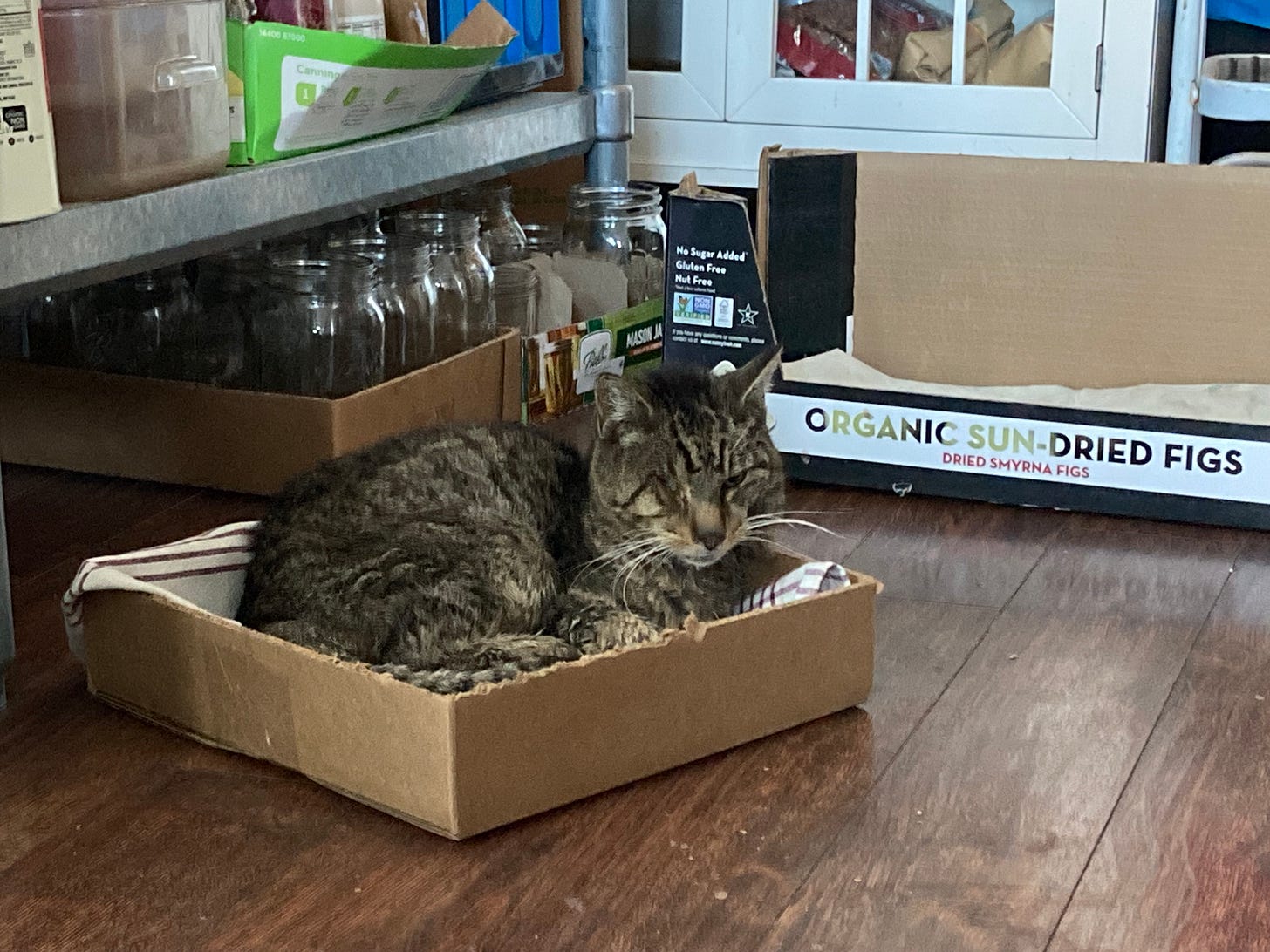 cat in box cat in box