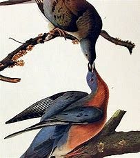 Image result for passenger pigeon john james audubon