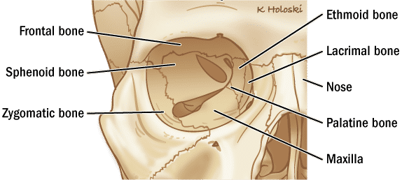 Orbital Cancer ‣ Anatomy ‣ THANC Guide
