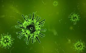 Canine Distemper Virus Symptoms and ...