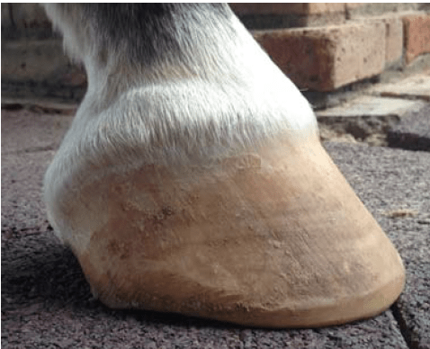 horse hoof