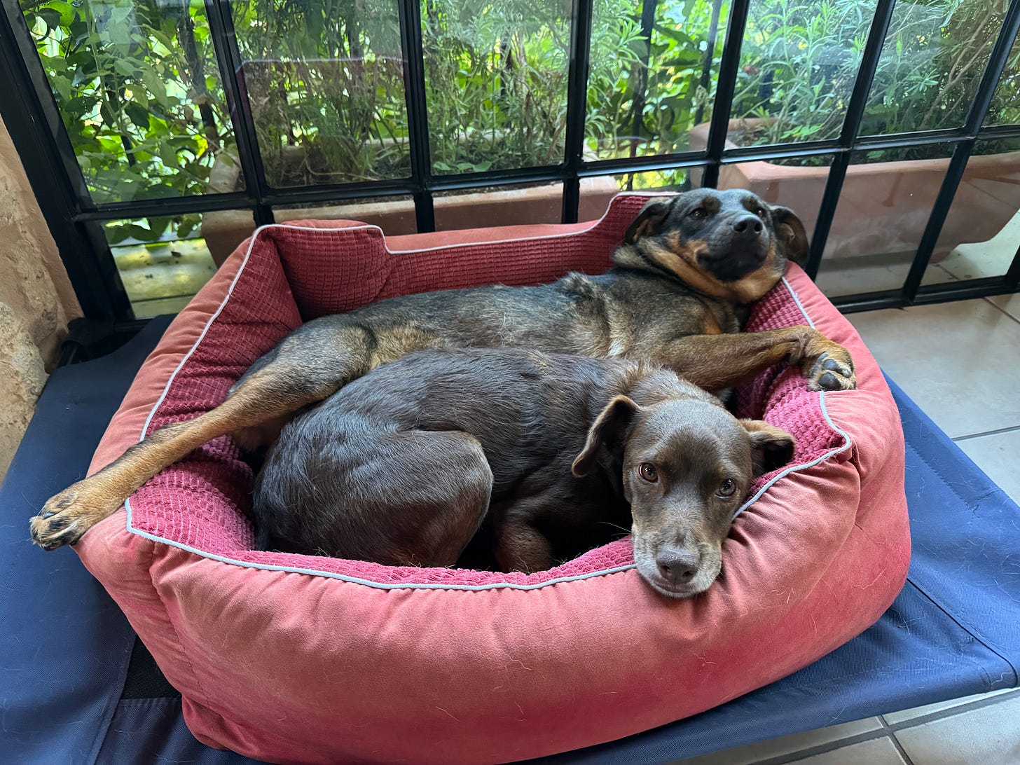 Loo and Tigre sitting together in the same bed.