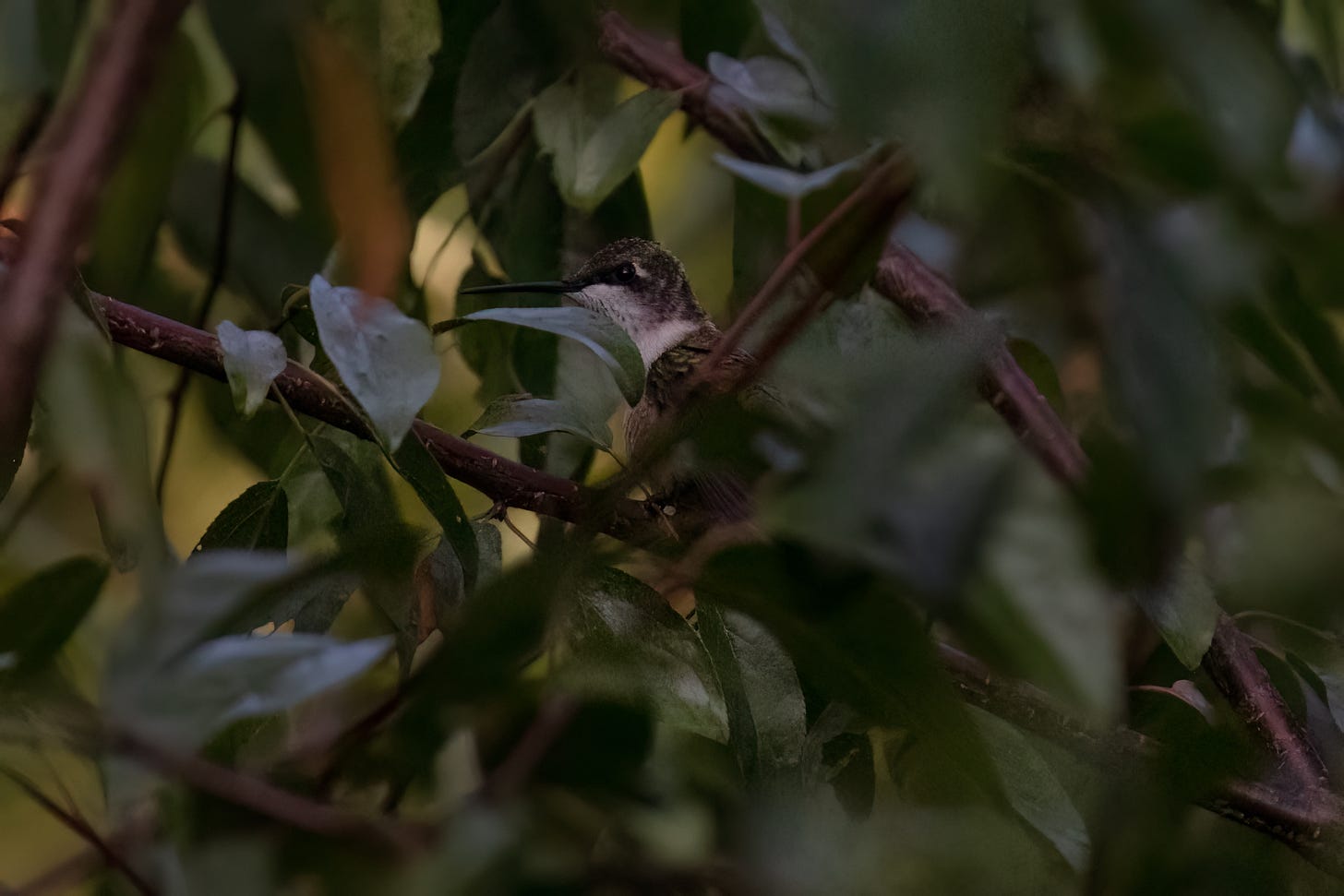 A green and white hummingbird in the crisscrossing reddish branches of a tree with lots and lots of green leaves
