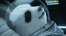 We Have Lift Off Space Force GIF - We Have Lift Off Space Force Funny Animal GIFs