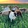 Pasture Notes