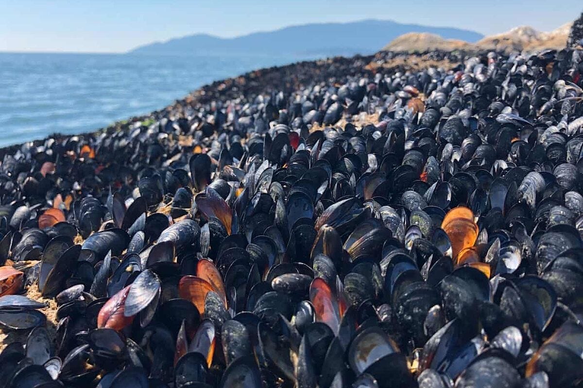 Shoreline packed with dead mussels, the result of too hot ocean water. Shoreline packed with dead mussels, the result of too hot ocean water.