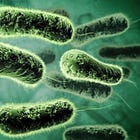 The role of endotoxins in SARS-CoV-2 infection