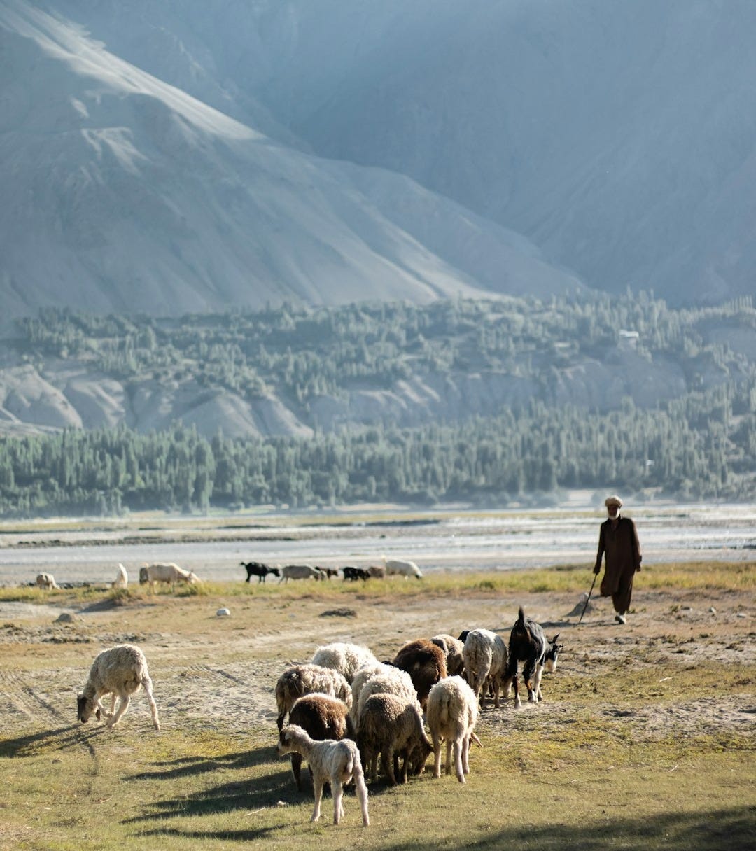 a herd of sheep and goats grazing in a field