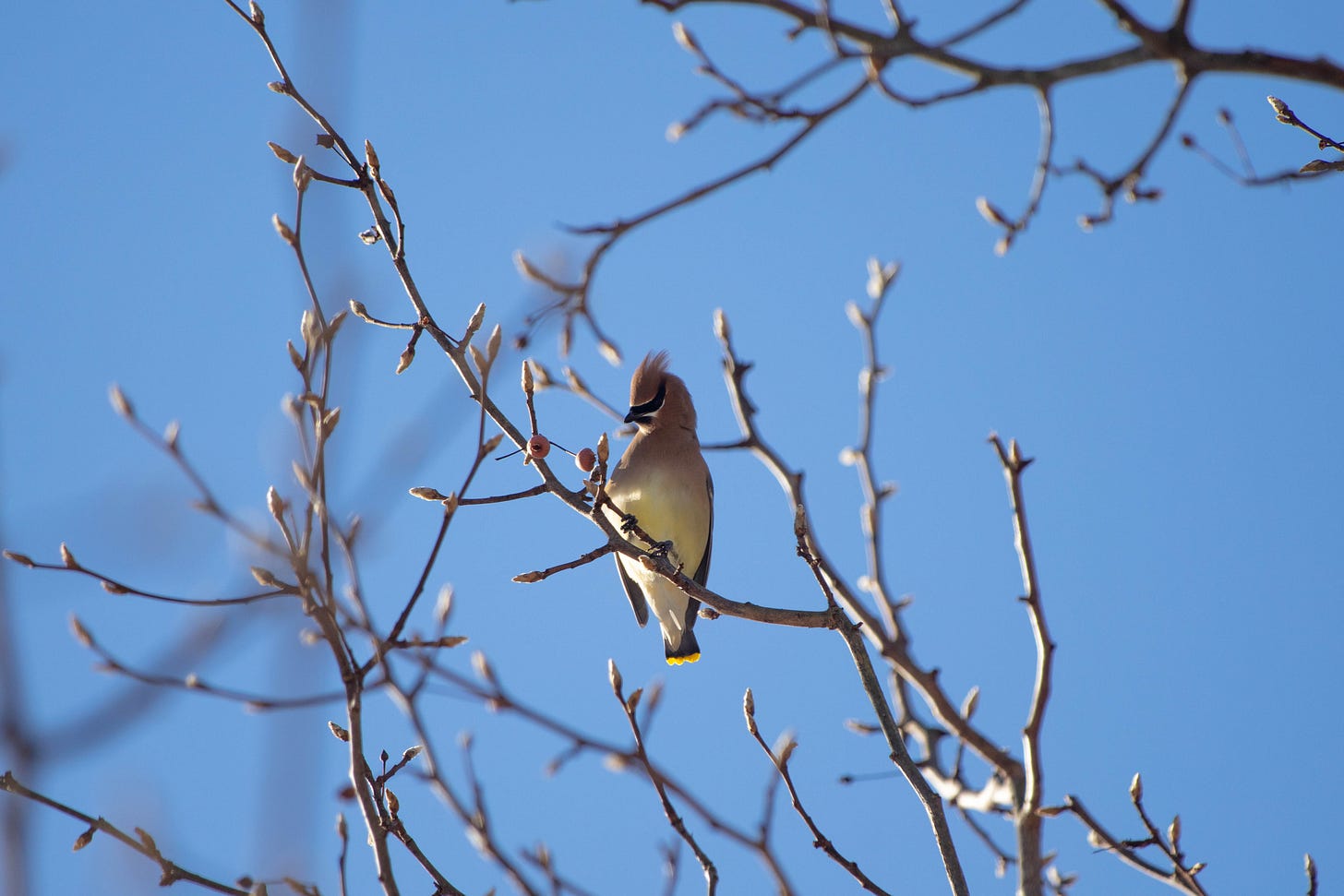 A beautiful cedar waxwing sits on a tree branch against a blue sky, facing the camera. The bird's pale belly, yellow feathers, and black-masked face are visible, as its the dramatic crest of its head feathers.
