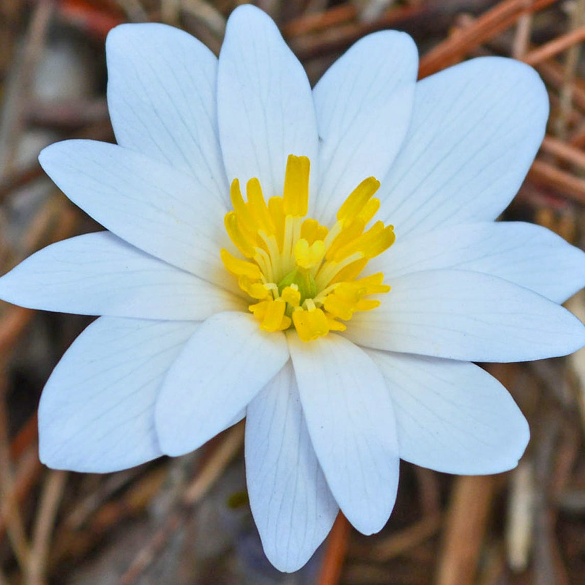 Seasons of a Wild Life