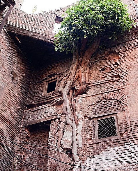 Trees learning to be in their worlds.