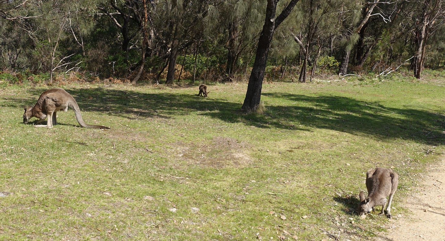 Three kangaroos grazing on grass in a clearing surrounded by eucalyptus trees