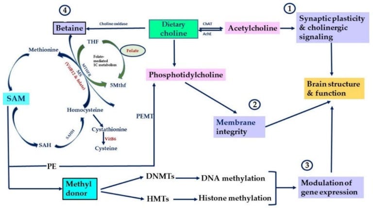 An external file that holds a picture, illustration, etc.
Object name is nutrients-11-02995-g001.jpg An external file that holds a picture, illustration, etc.
Object name is nutrients-11-02995-g001.jpg