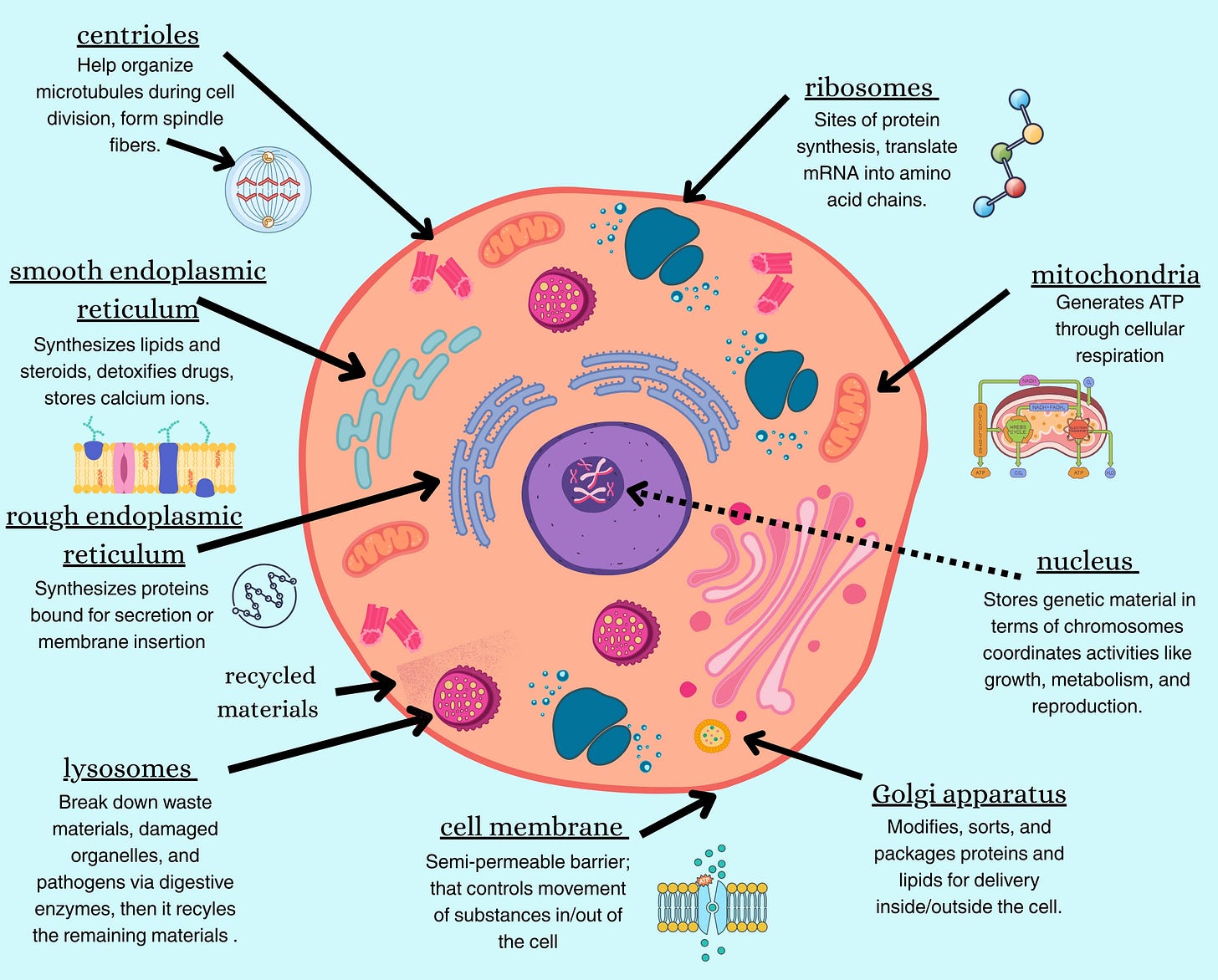 Diagram of a eukaryotic cell showing its major internal structures and their functions.