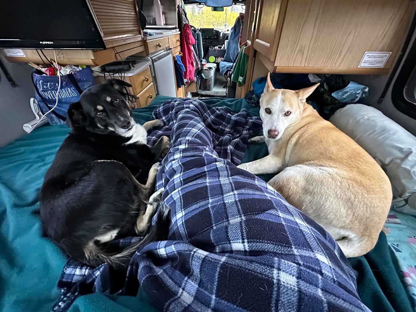 Dogs on the bed in my camper van