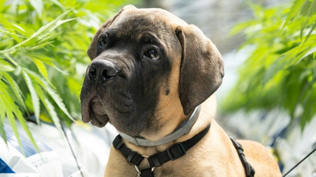 Why the Better Choice Company's Stock Repurchase Program Matters to Investors