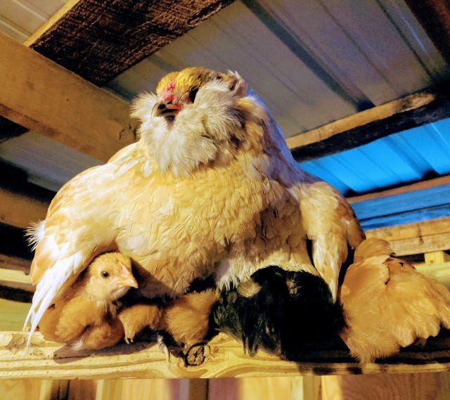 Mama Chicken Mama Chicken