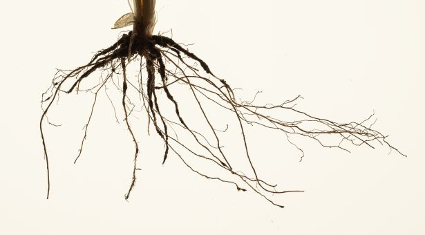 Why roots are the route to sustainable agriculture
