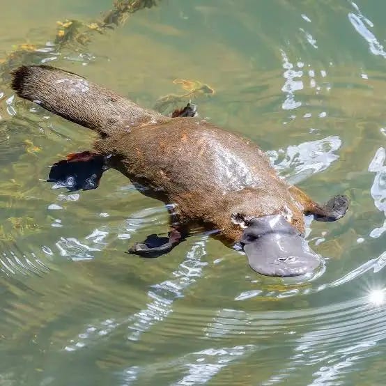 Platypus Platypus