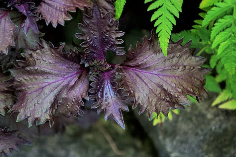 red shiso plants