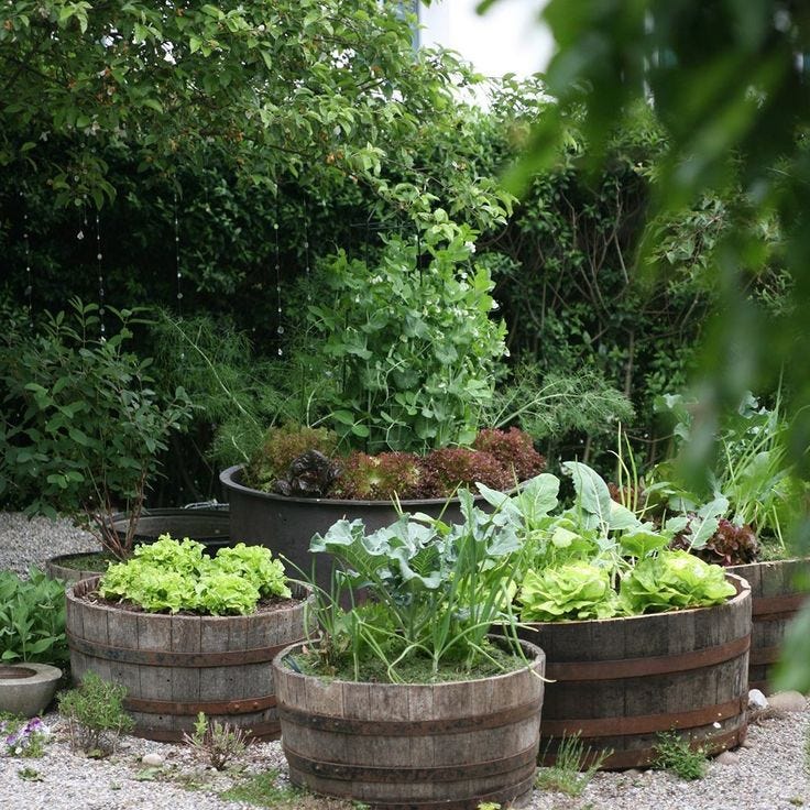 This may contain: a garden filled with lots of different types of plants and vegetables on top of gravel