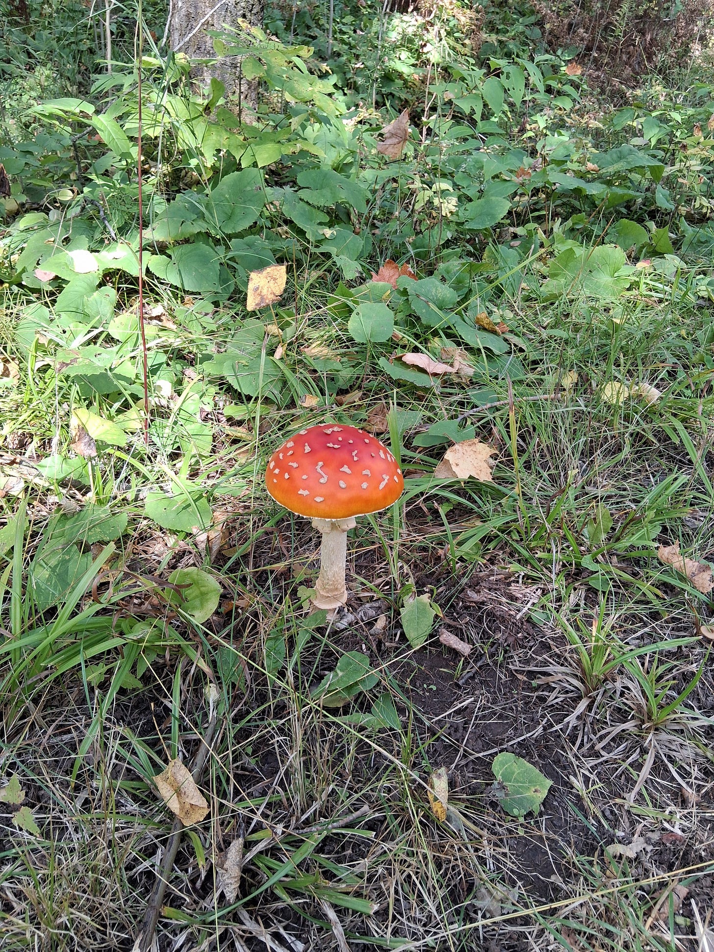 Orange mushroom on forest floor