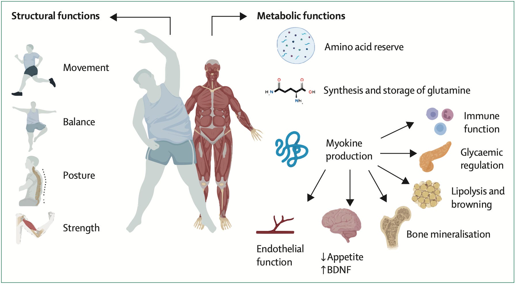 retatrutide wegovy A new wave of weight-loss therapies aims to be better than today's GLP-1s