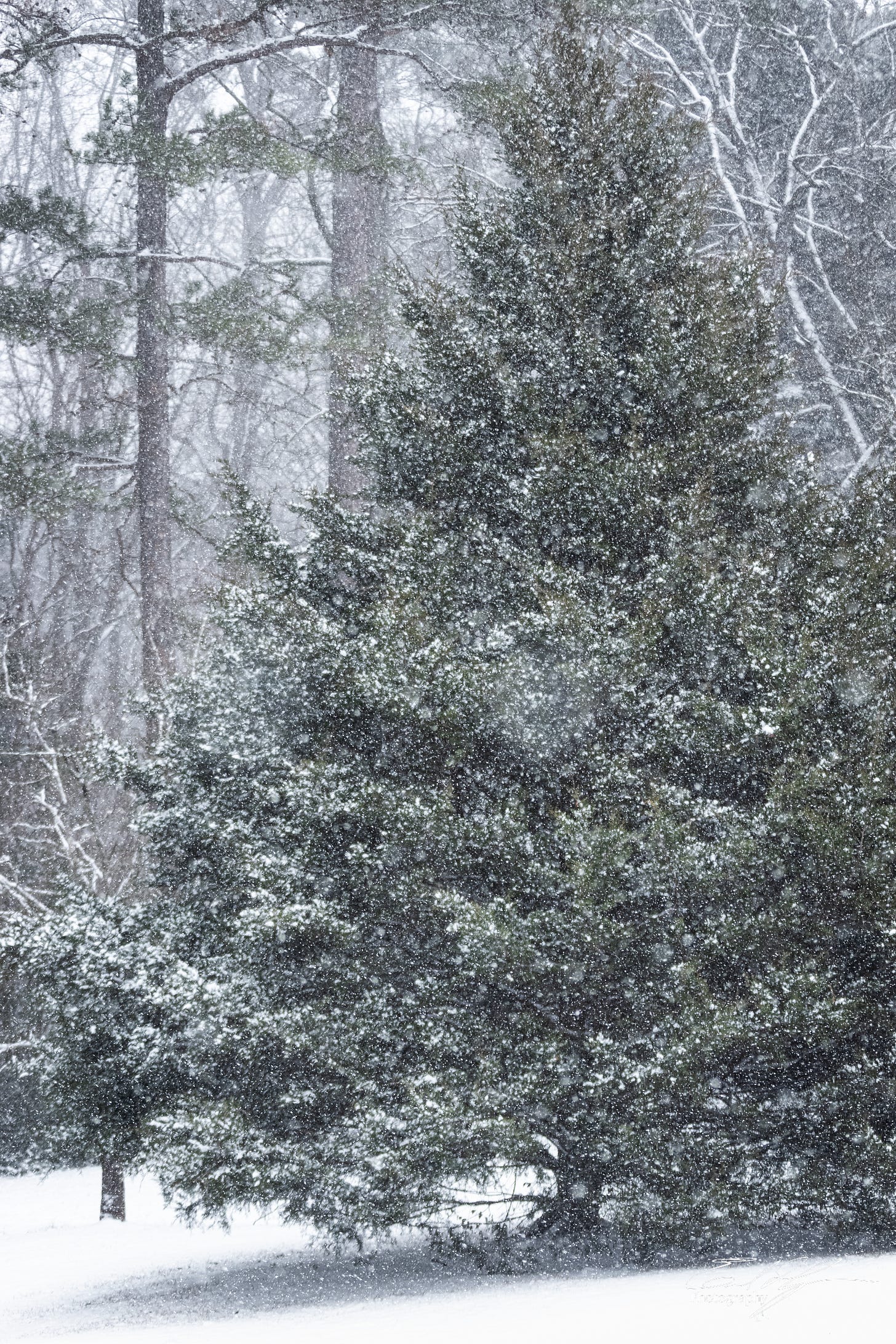 Juniper tree in snow flurries in Athens, Ga