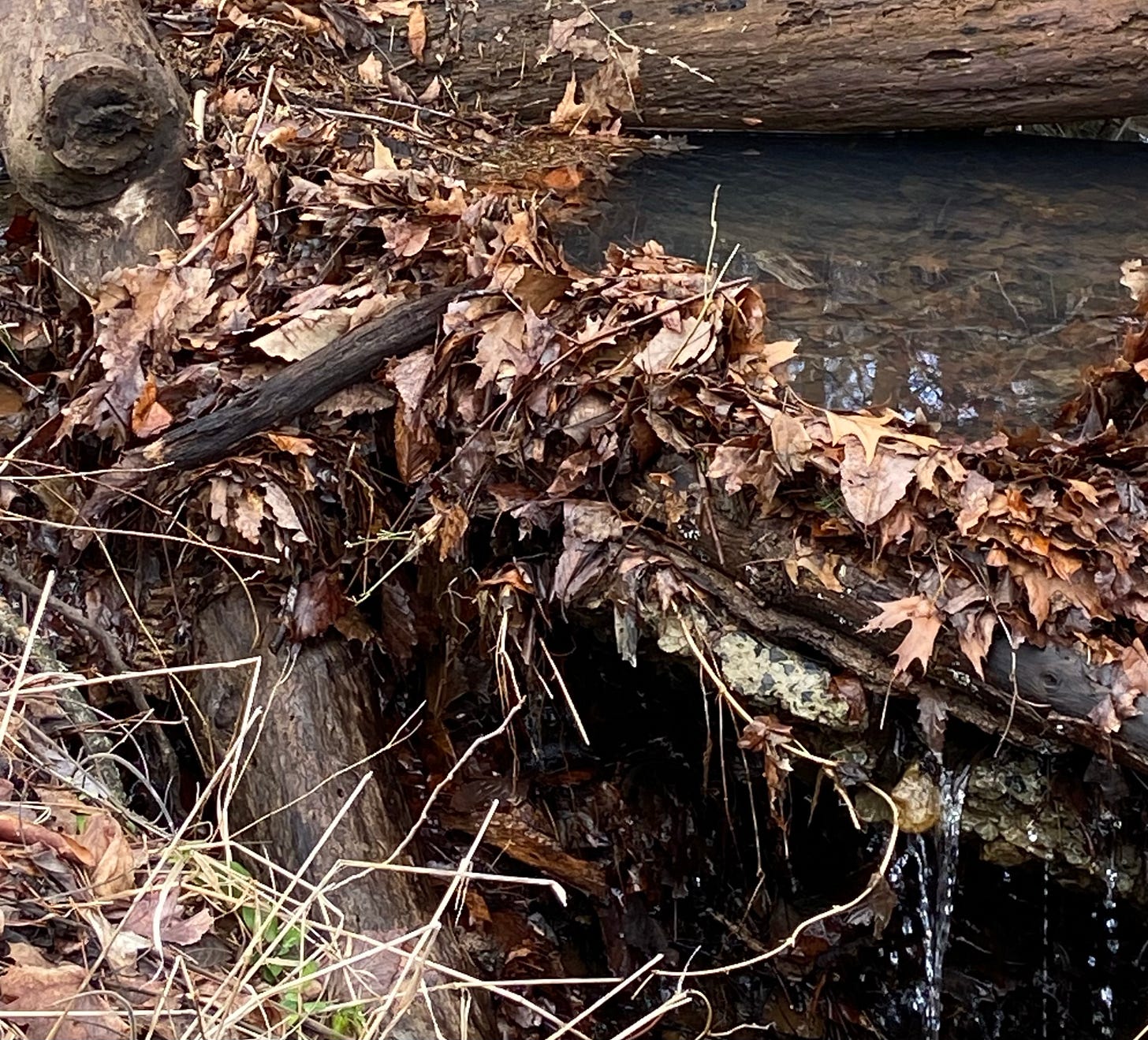 A stream blocked by dead leaves.