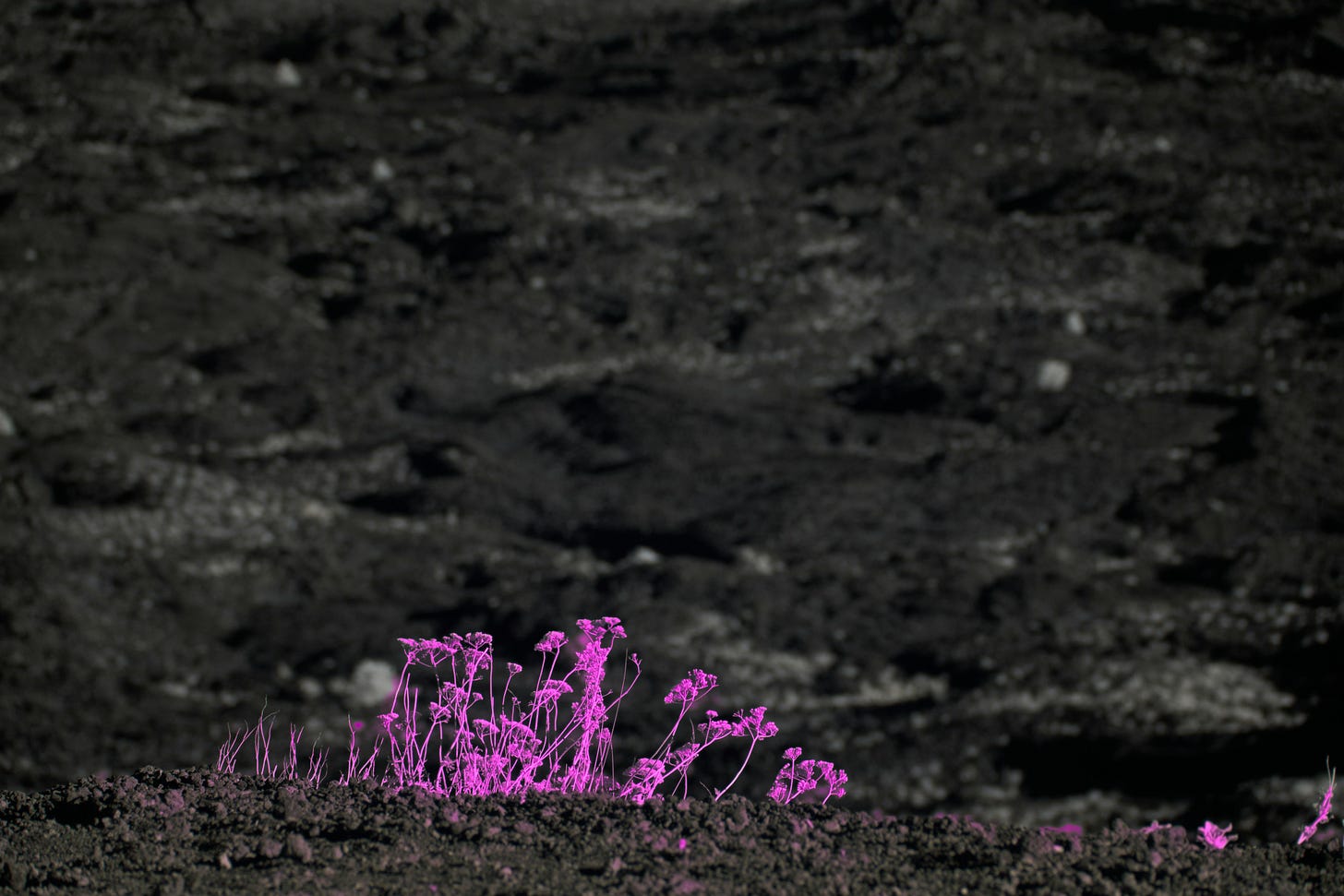 A cluster of bright pink wildflowers growing from blackened soil in an otherwise lifeless landscape.