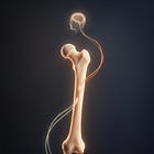 The Bone Was Listening