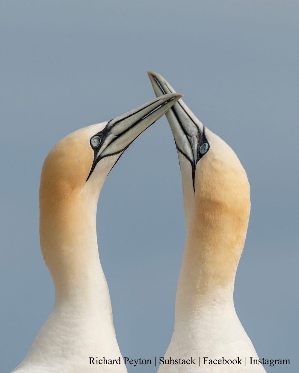 A pair of gannets
