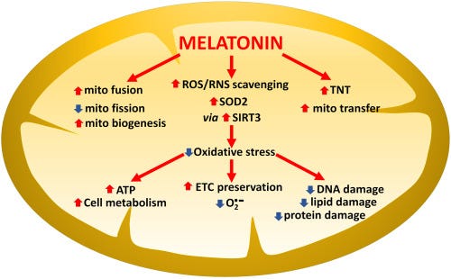 Melatonin: A mitochondrial resident with a diverse skill set - ScienceDirect Melatonin: A mitochondrial resident with a diverse skill set - ScienceDirect