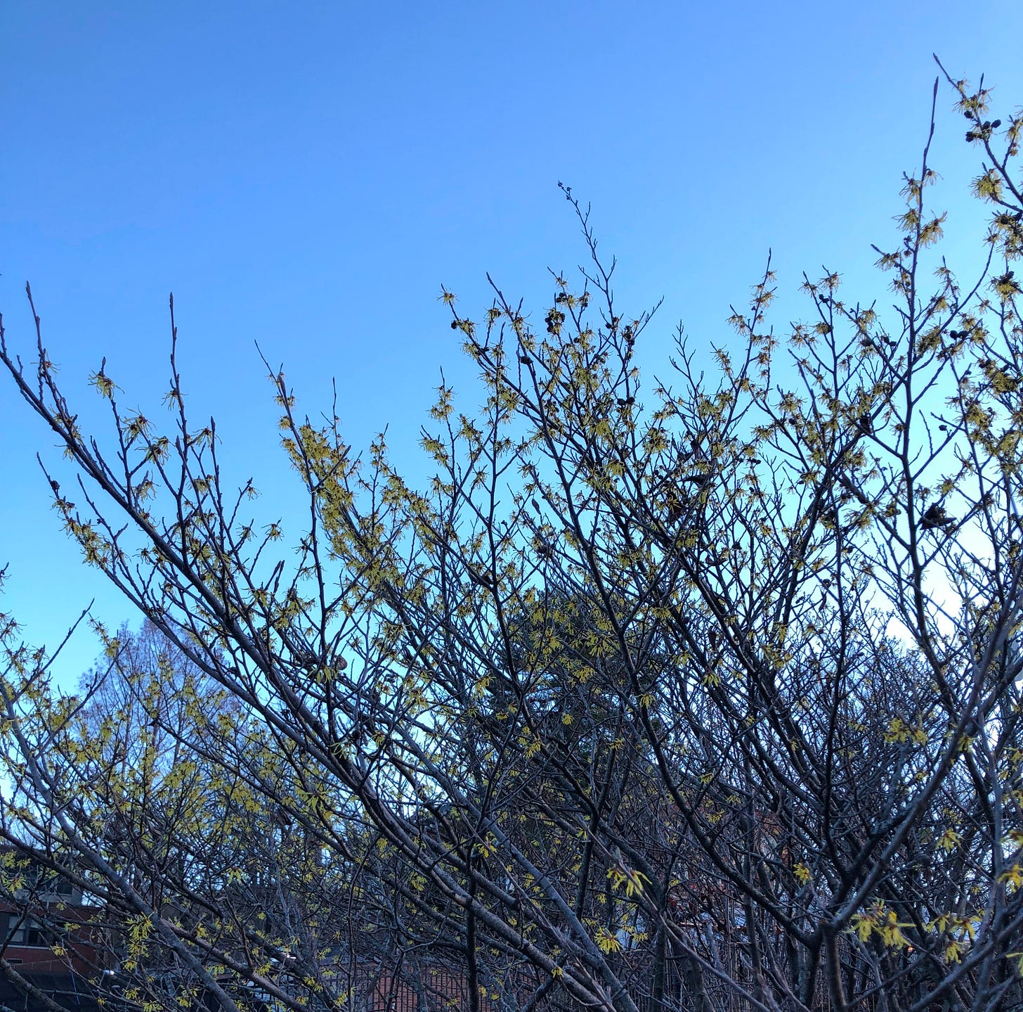 bare branches with small yellow blooms against bright blue sky bare branches with small yellow blooms against bright blue sky